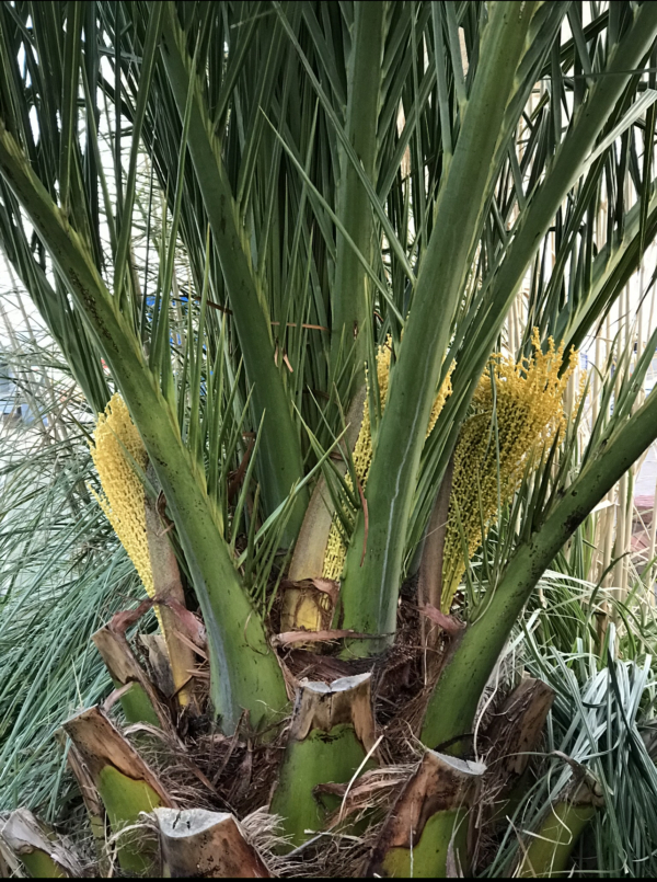 Phoenix canariensis