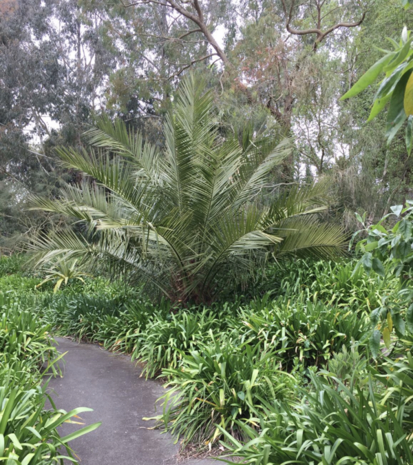 Jubaea chilensis