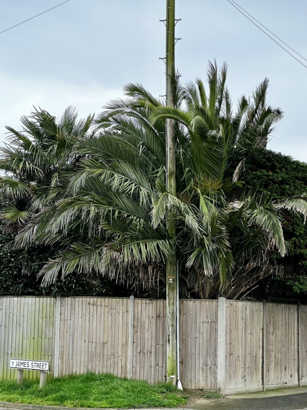 Phoenix canariensis