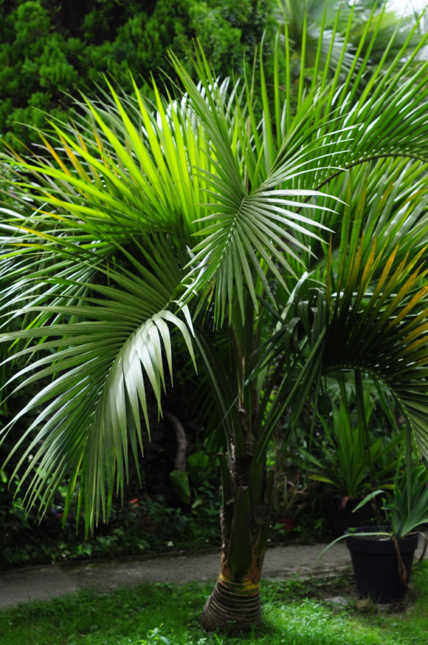 Howea belmoreana