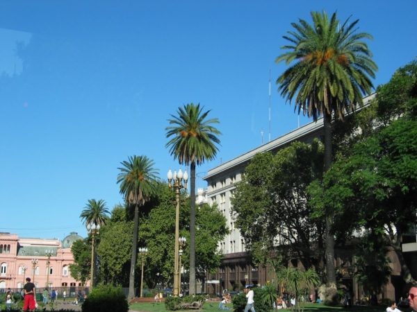 Phoenix canariensis