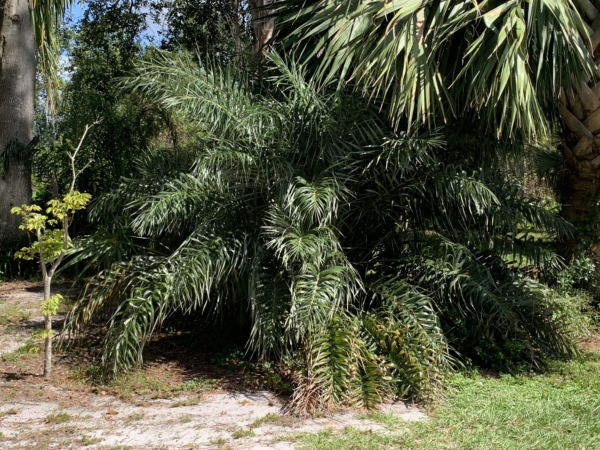 Allagoptera arenaria