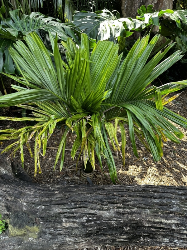 Areca catechu