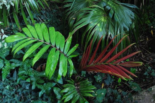 Chambeyronia macrocarpa var. hookeri