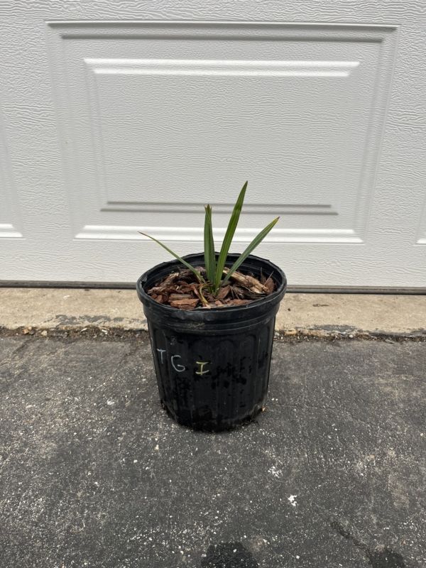 Sabal palmetto