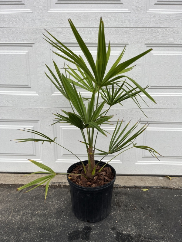 Trachycarpus fortunei