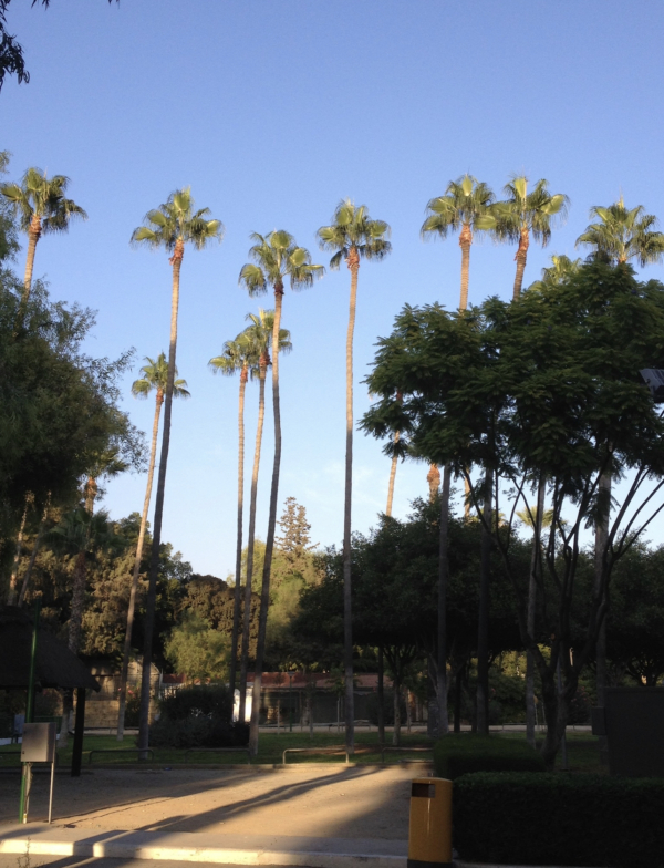 Washingtonia robusta