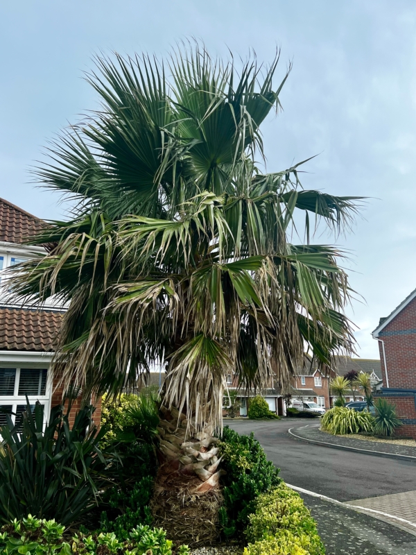 Washingtonia robusta