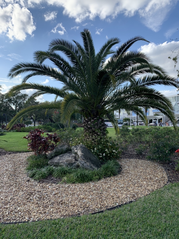 Phoenix canariensis