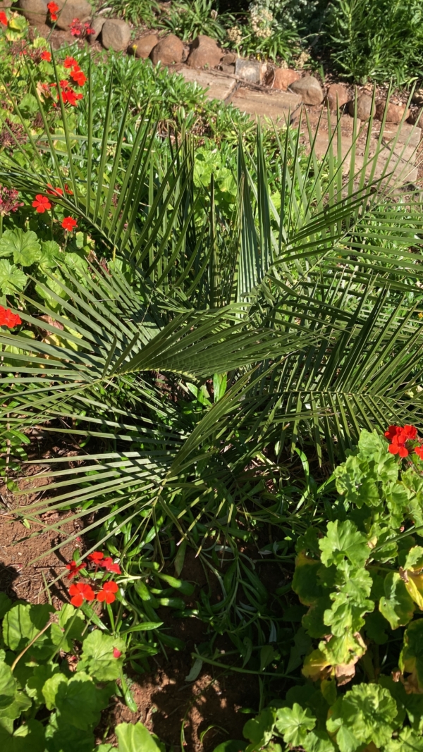 Jubaea chilensis