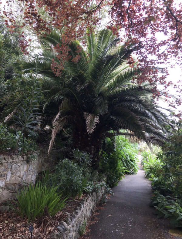 Phoenix canariensis