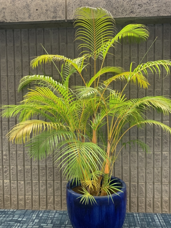 Chrysalidocarpus lutescens