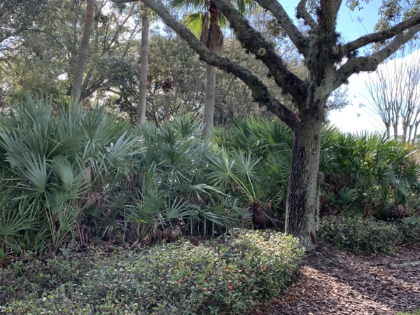 Serenoa repens