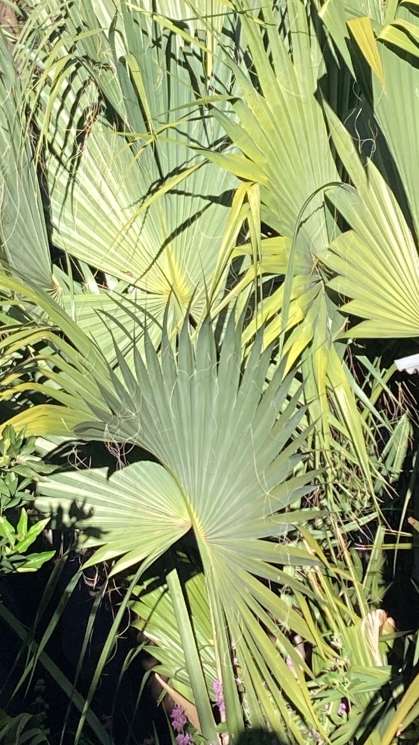 Sabal palmetto