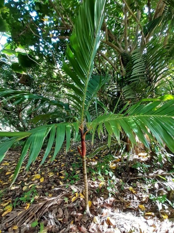 Areca vestiaria - maroon