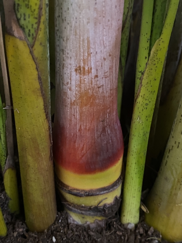 Chrysalidocarpus lutescens