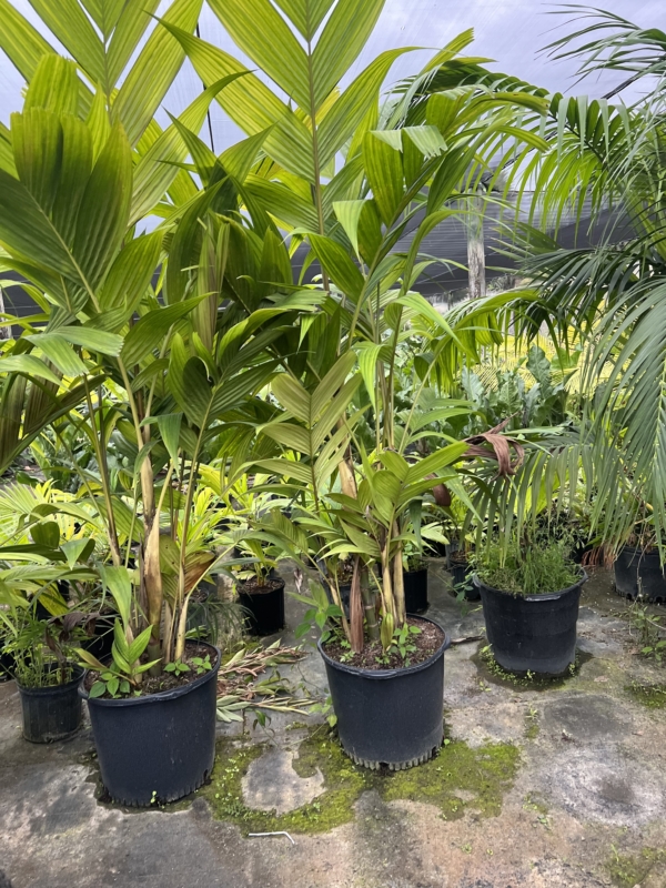 Pinanga coronata