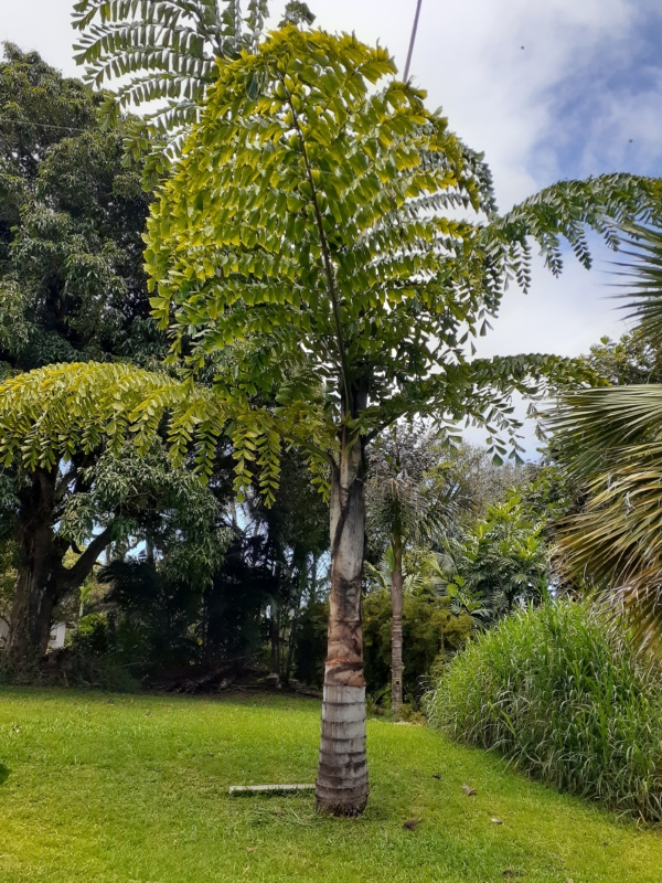 Caryota obtusa