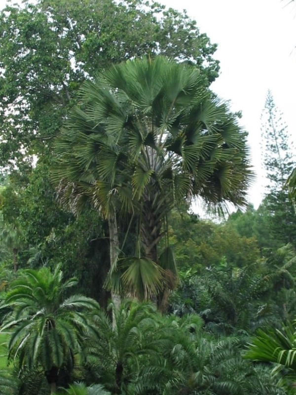 Corypha utan