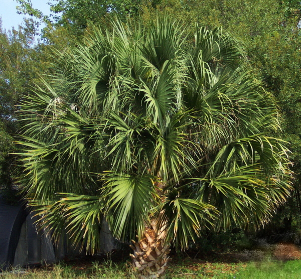 Sabal palmetto