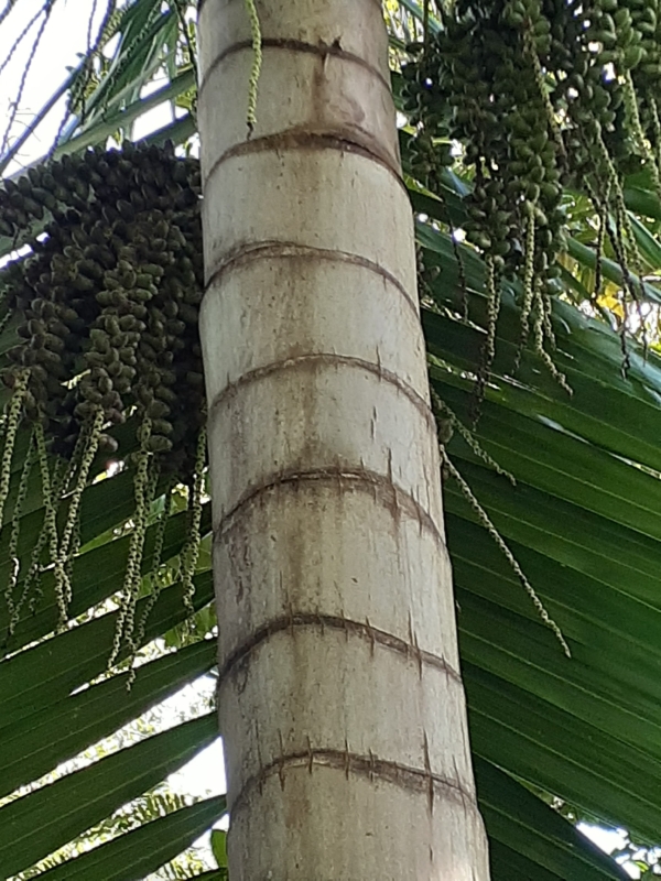 Dictyosperma album var. album