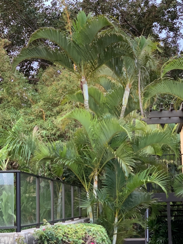 Chrysalidocarpus lutescens