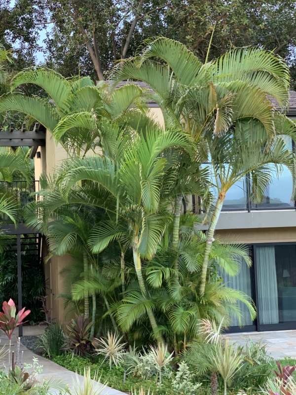 Chrysalidocarpus lutescens