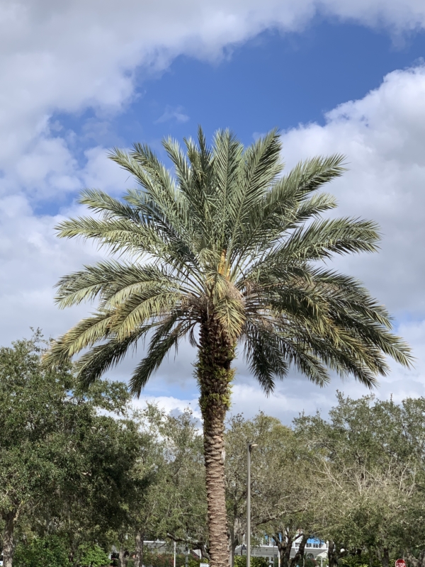 Phoenix dactylifera