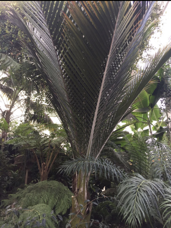 Rhopalostylis sapida