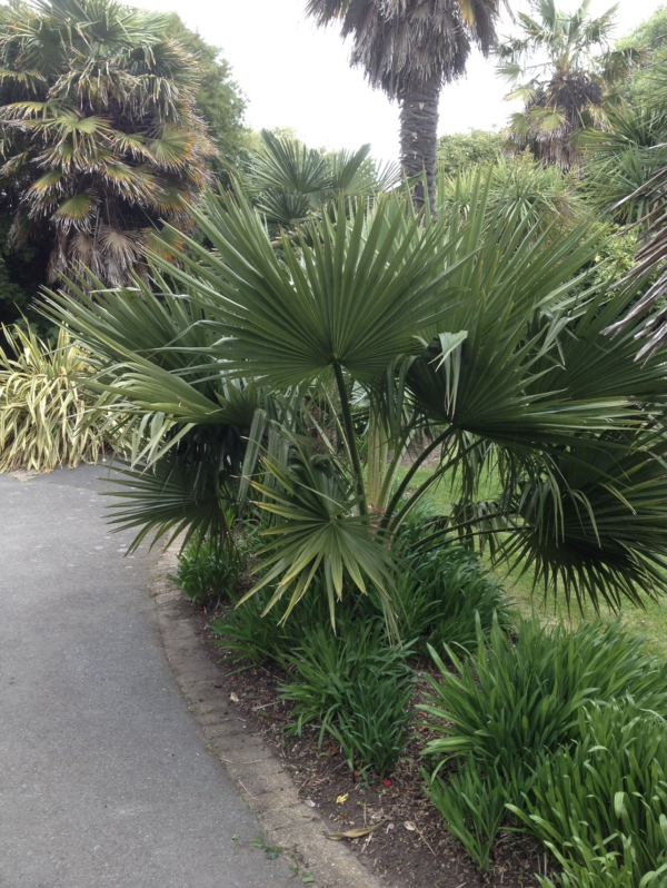 Brahea edulis