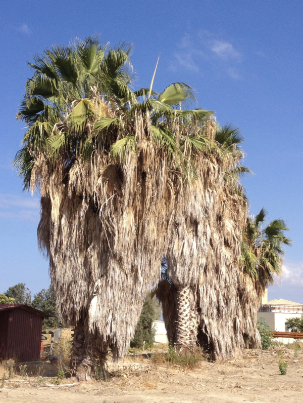 Washingtonia filifera