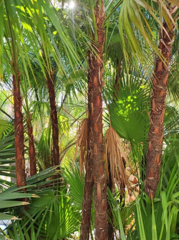 Acoelorrhaphe wrightii