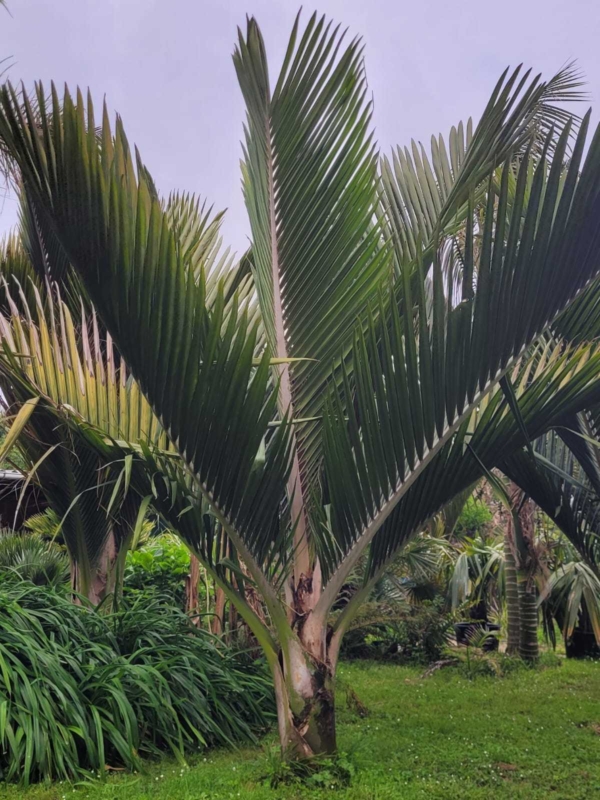 Rhopalostylis sapida