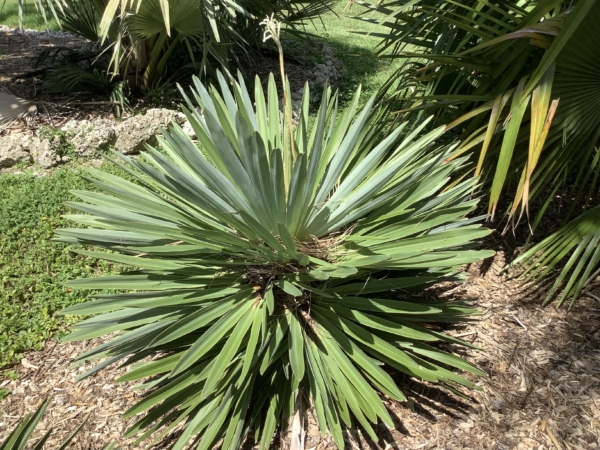 Hemithrinax ekmaniana