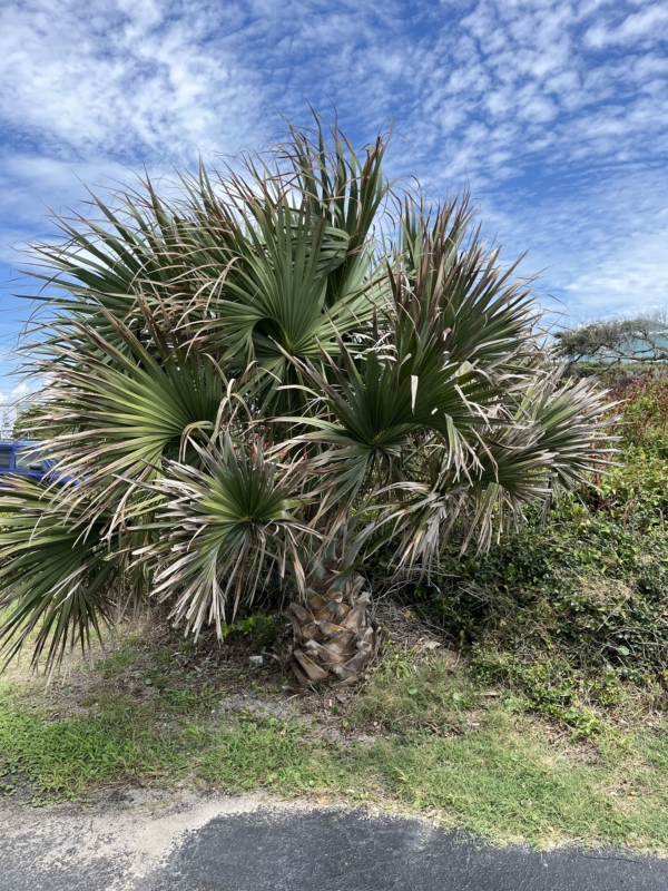 Sabal palmetto