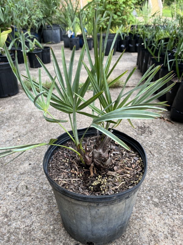 Serenoa repens sp. silver