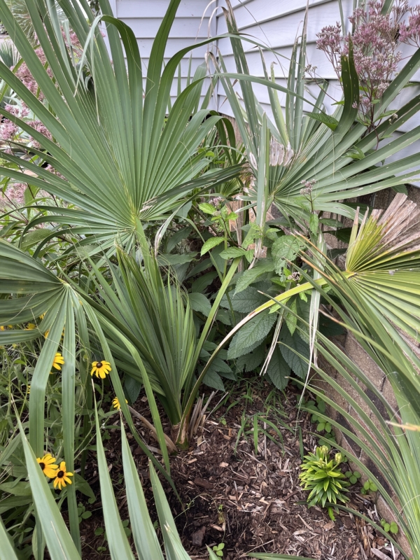 Sabal palmetto