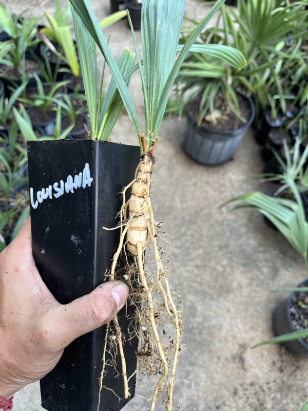 Sabal minor var. louisiana