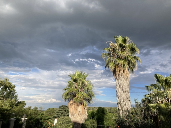 Washingtonia robusta