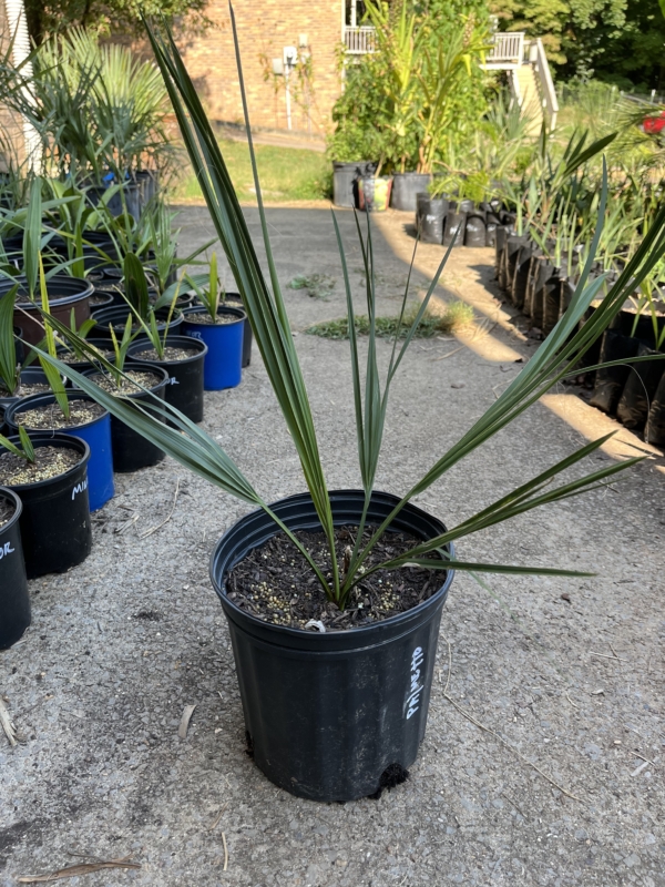 Sabal palmetto