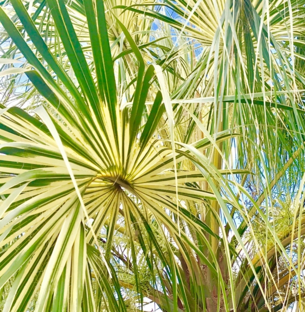 Sabal palmetto