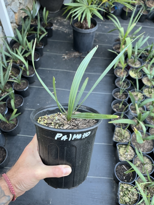 Sabal palmetto