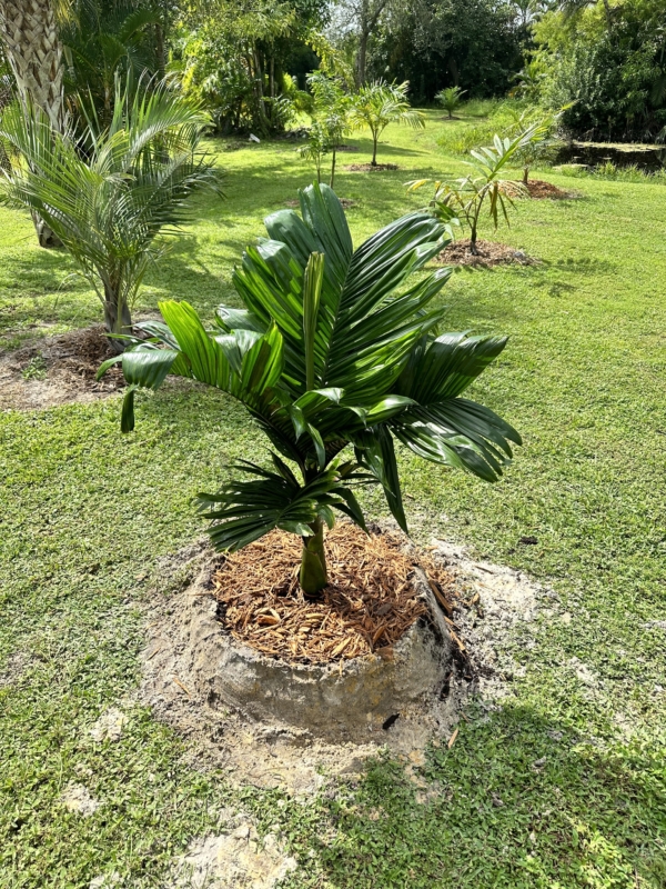 Areca catechu 'Dwarf'