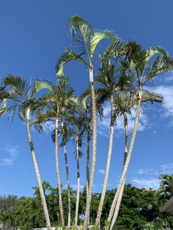 Chrysalidocarpus lutescens