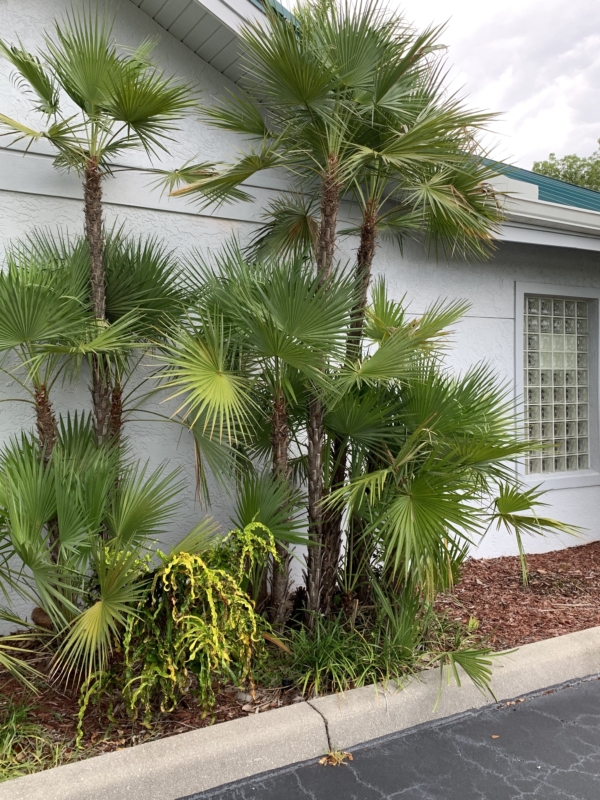 Acoelorrhaphe wrightii