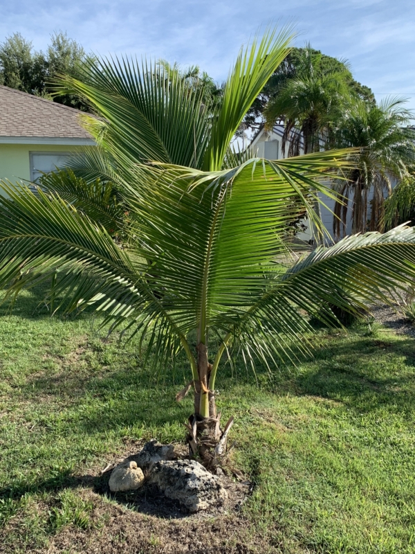 Cocos nucifera