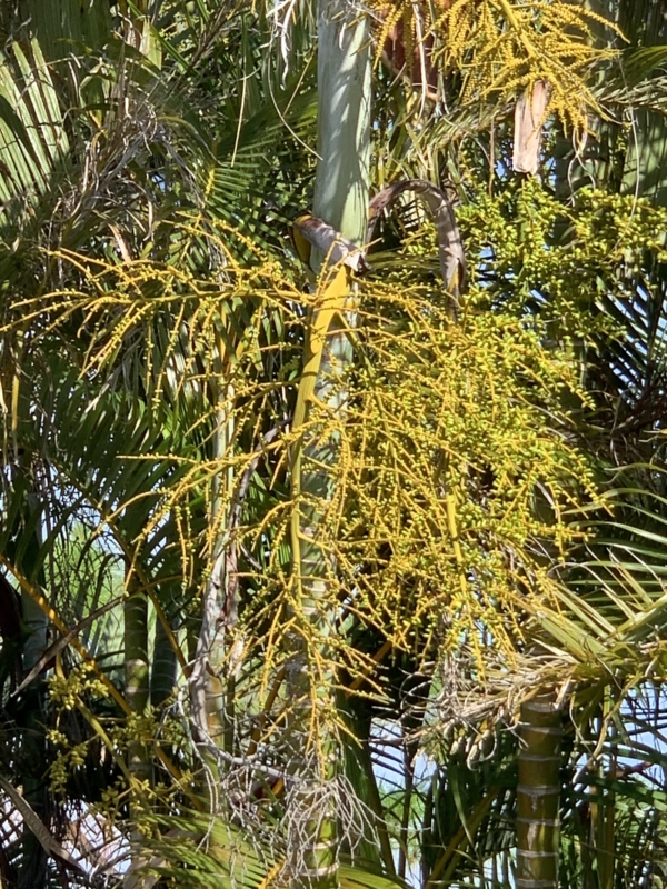 Chrysalidocarpus lutescens