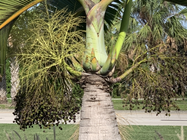 Hyophorbe lagenicaulis