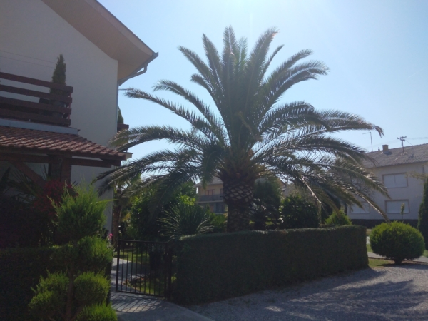 Phoenix canariensis