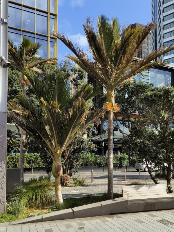 Rhopalostylis sapida